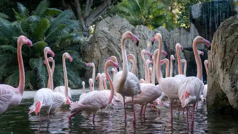 La Fundación BIOPARC y Marine Stewardship Council (MSC) se unen por la conservación de los océanos La Fundación BIOPARC y Marine Stewardship Council (MSC) se unen por la conservación de los océanos