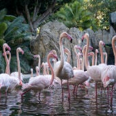La Fundación BIOPARC y Marine Stewardship Council (MSC) se unen por la conservación de los océanos