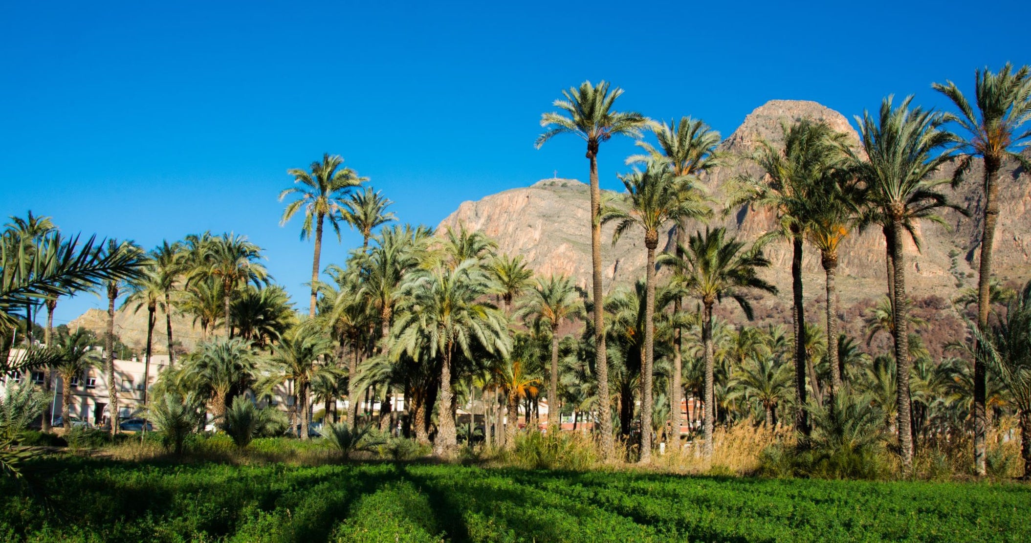 La UMH consigue que el Palmeral oriolano se incorpore al Itinerario Europeo de Jardines Históricos La UMH consigue que el Palmeral oriolano se incorpore al Itinerario Europeo de Jardines Históricos