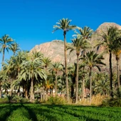 La umh ha conseguido que el Palmeral oriolano se incorpora al Itinerario Europeo de Jardines Históricos La umh ha conseguido que el Palmeral oriolano se incorpora al Itinerario Europeo de Jardines Históricos