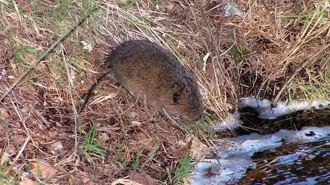 Rata toupa onda cero