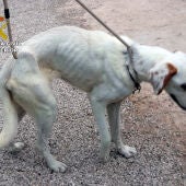 La Guardia Civil investiga a los propietarios de un perro por maltrato animal