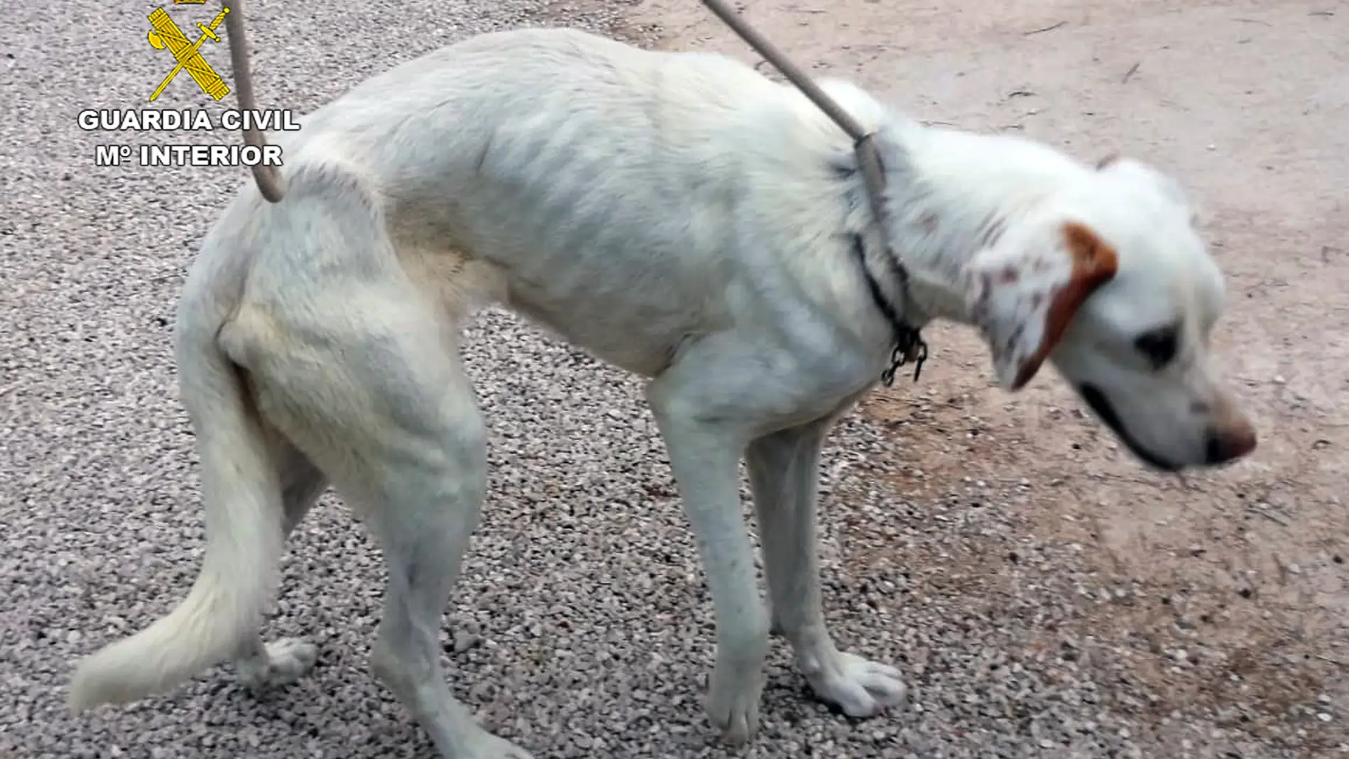 La Guardia Civil investiga a los propietarios de un perro por maltrato animal