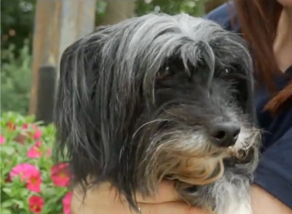 Adopta en JELO: Dakota busca un nuevo hogar Adopta en JELO: Dakota busca un nuevo hogar