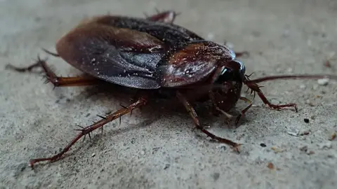 panerola panerola