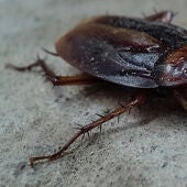 panerola
