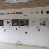 Vista de la exposición cedida por el Ayuntamiento de Crevillent instalada en el Centro de Interpretación del parque natural de El Hondo. 