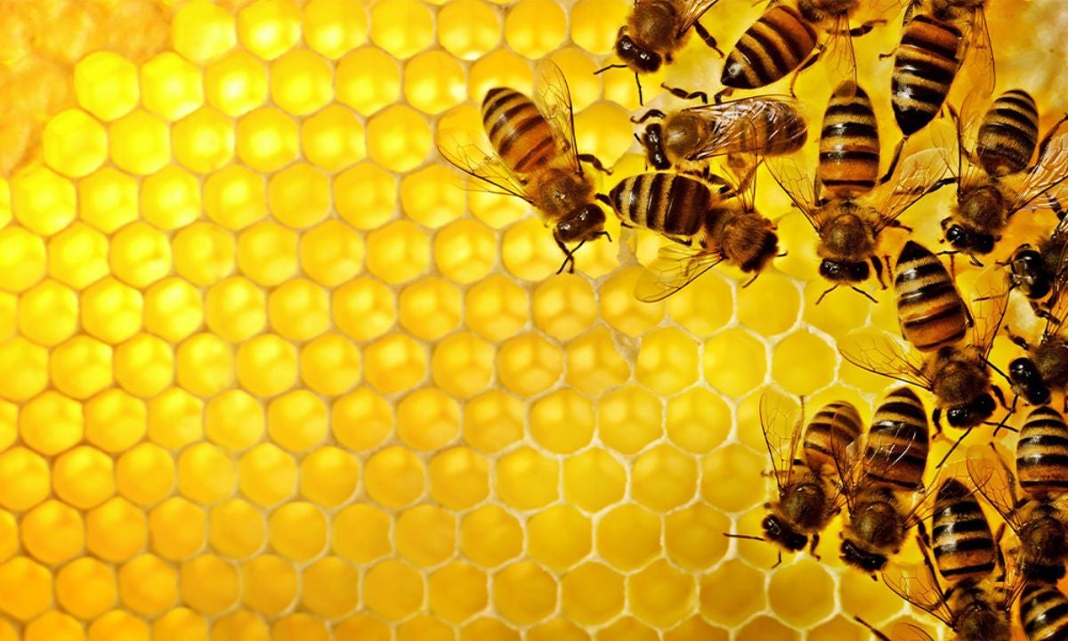 Tres emprendedoras rurales de Fademur Extremadura consiguen etiquetas responsables para diferenciar sus productos Tres emprendedoras rurales de Fademur Extremadura consiguen etiquetas responsables para diferenciar sus productos