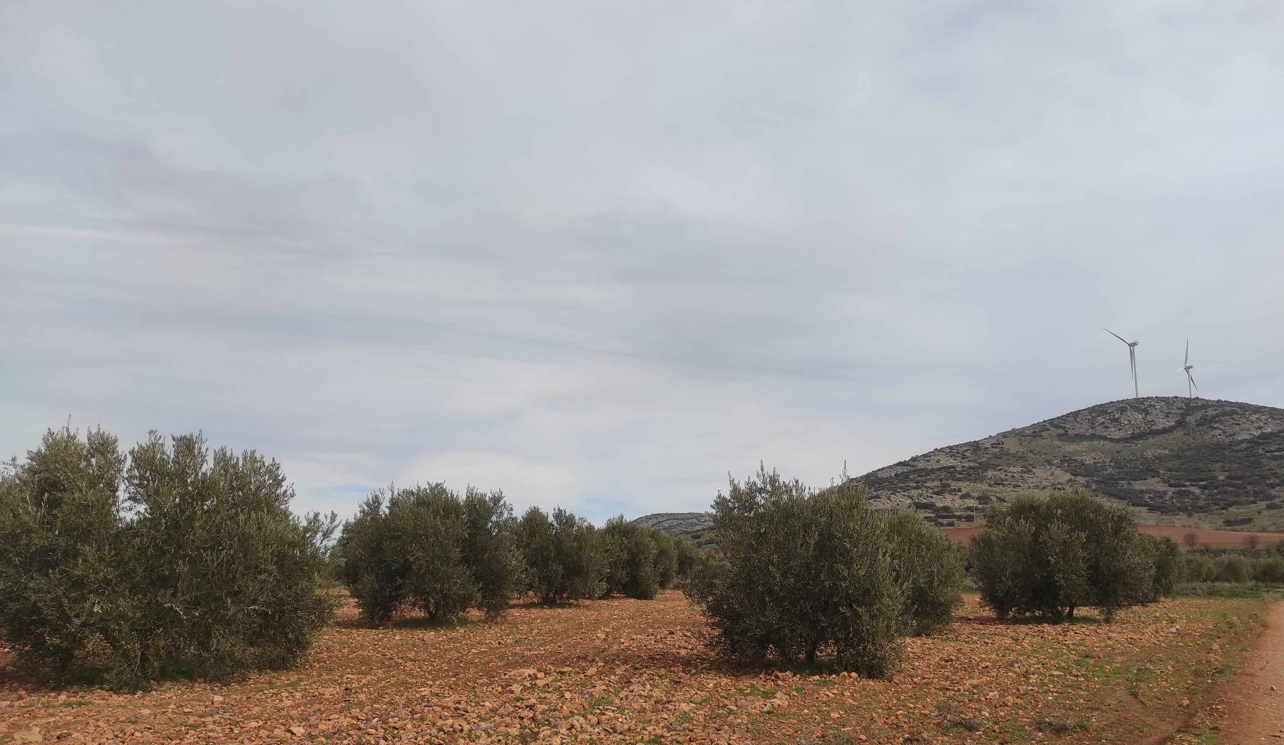 Las previsiones avanzan una campaña de aceituna históricamente baja Las previsiones avanzan una campaña de aceituna históricamente baja
