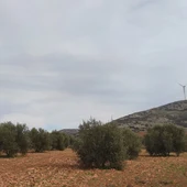 Olivar en el término municipal de Valdepeñas Olivar en el término municipal de Valdepeñas