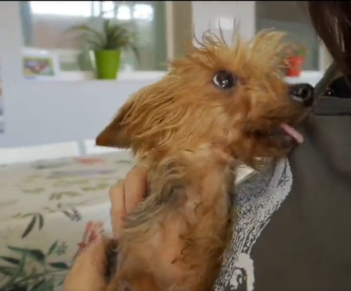 Adopta en JELO: Un yorkshire terrier busca un hogar Adopta en JELO: Un yorkshire terrier busca un hogar
