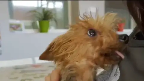 Adopta en JELO: Un Yorkshire Terrier busca un hogar Adopta en JELO: Un Yorkshire Terrier busca un hogar