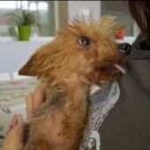 Adopta en JELO: Un Yorkshire Terrier busca un hogar