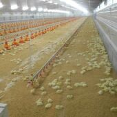 Interior de una granja avícola