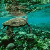 Imagen de una tortuga en el fondo marino