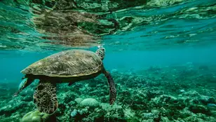 Imagen de una tortuga en el fondo marino