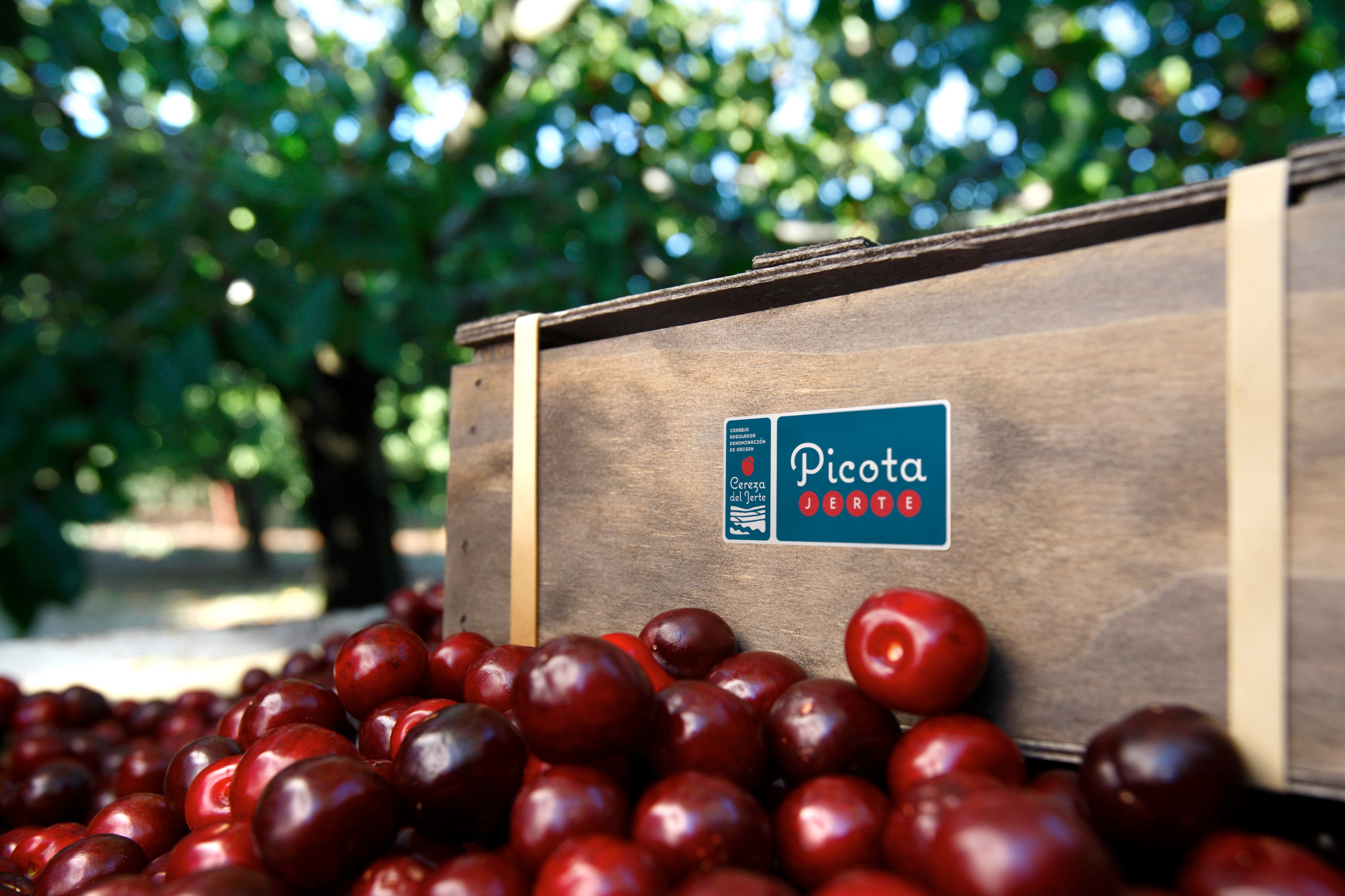 Comienza la certificación de las picotas del Jerte en una campaña marcada por la catástrofe de las lluvias Comienza la certificación de las picotas del Jerte en una campaña marcada por la catástrofe de las lluvias