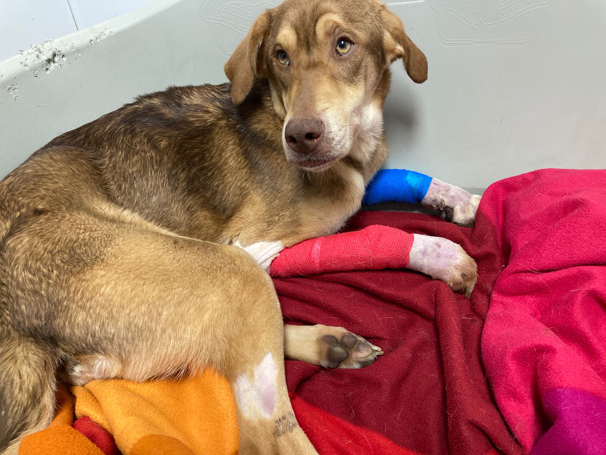 Ya es oficial: la máscletá del sábado se traslada al PAU 5 de Alicante Ya es oficial: la máscletá del sábado se traslada al PAU 5 de Alicante