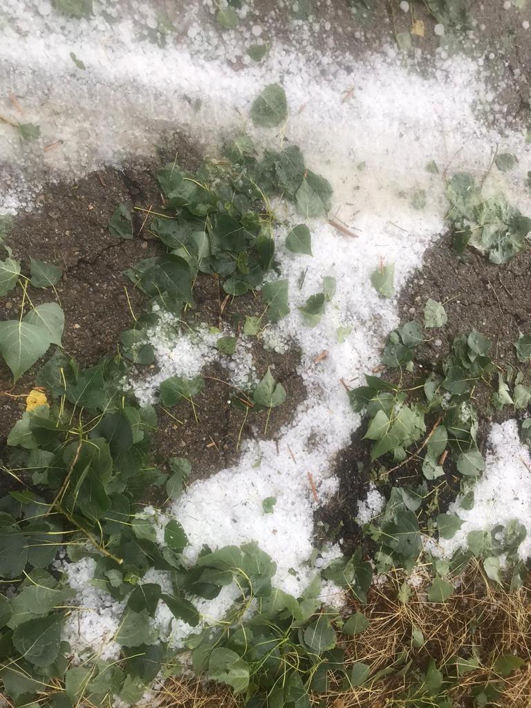 El granizo causa daños en campos y cultivos en los Monegros El granizo causa daños en campos y cultivos en los Monegros