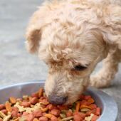  La producción de comida seca para mascotas genera un nivel de emisiones de gases de efecto invernadero equivalente al del 60º país emisor del mundo