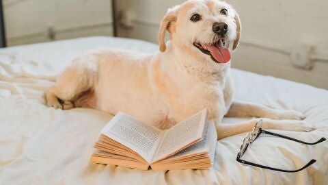 Adiestramiento canino con &Aacute;ngel Osuna cada martes en Onda Cero Vega Baja