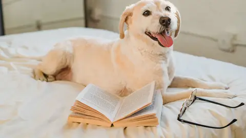 Adiestramiento canino con Ángel Osuna cada martes en Onda Cero Vega Baja Adiestramiento canino con Ángel Osuna cada martes en Onda Cero Vega Baja