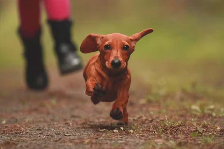 Qué pasa con el curso para tener perro que se aprobó con la nueva Ley de bienestar animal Qué pasa con el curso para tener perro que se aprobó con la nueva Ley de bienestar animal