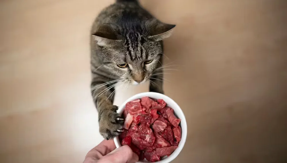  El tipo de comida que damos a nuestras mascotas importa