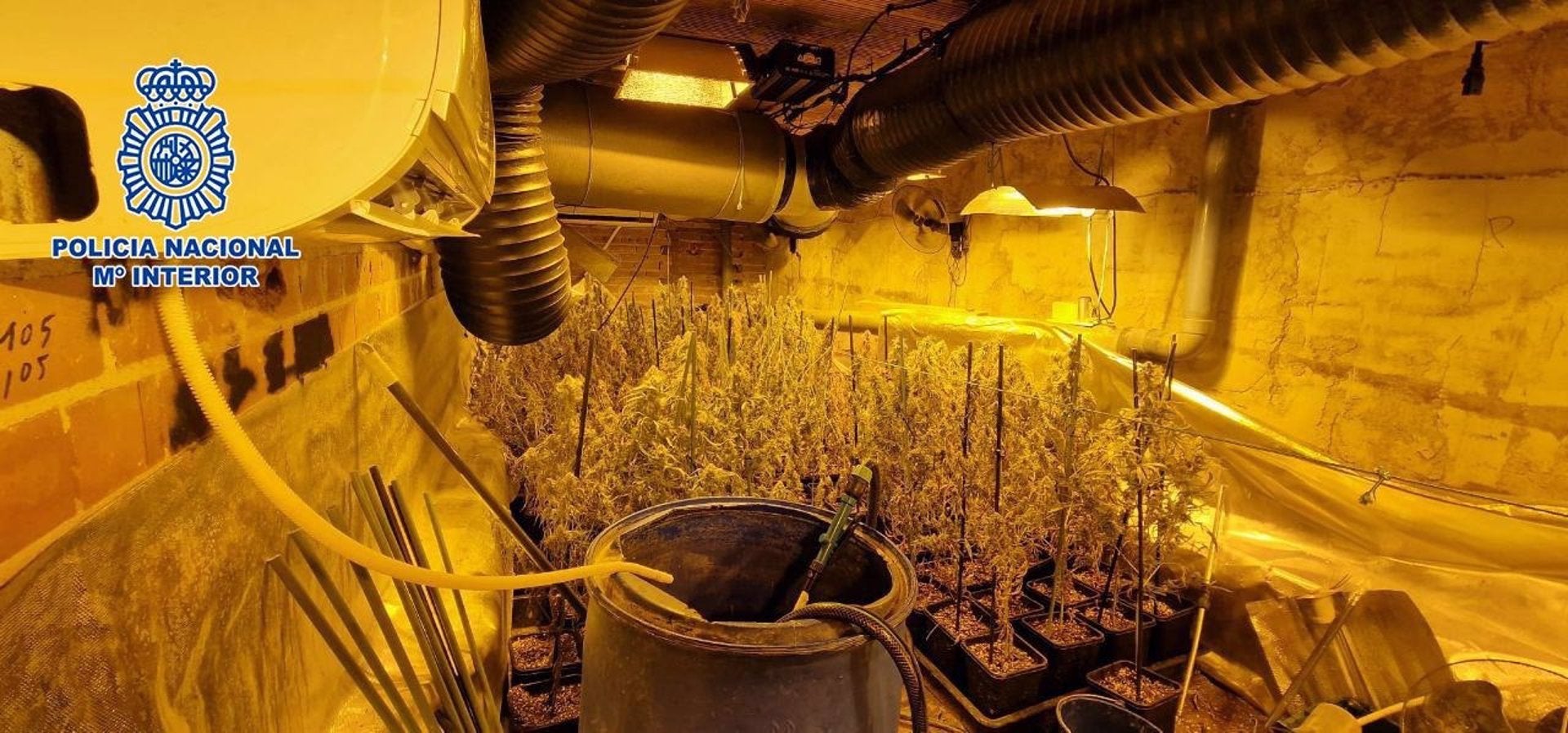 La Policía Nacional desmantela una plantación de marihuana en Carranque (Toledo) La Policía Nacional desmantela una plantación de marihuana en Carranque (Toledo)