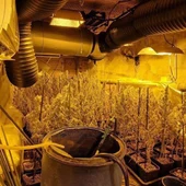 La Policía Nacional desmantela una plantación de marihuana en Carranque (Toledo) La Policía Nacional desmantela una plantación de marihuana en Carranque (Toledo)