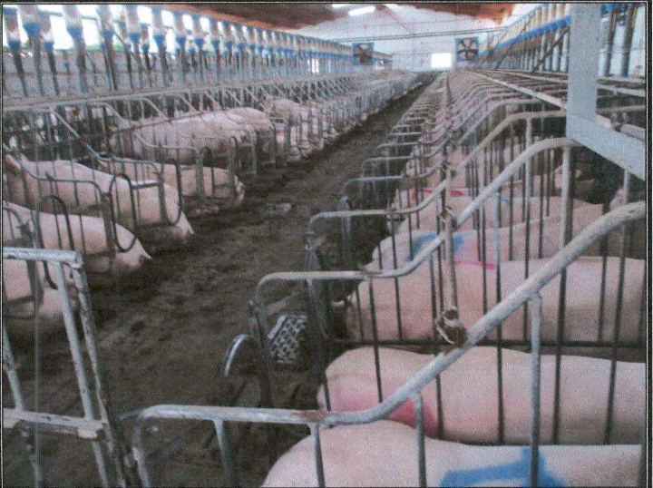 Un juzgado investiga la presunta actividad ilegal de una macrogranja de cerdos de Puerto Lumbreras autorizada por la CARM Un juzgado investiga la presunta actividad ilegal de una macrogranja de cerdos de Puerto Lumbreras autorizada por la CARM