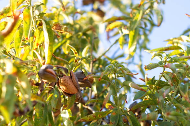 La cosecha de almendra podría llegar a las 20.700 toneladas La cosecha de almendra podría llegar a las 20.700 toneladas