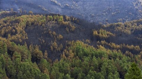 Bosque calcinado por el incendio forestal en Las Hurdes