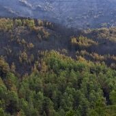 Bosque calcinado por el incendio forestal en Las Hurdes