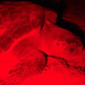 El biólogo Juan Antonio Pujol habla de la tintorera y la tortuga llegados a la costa oriolana 