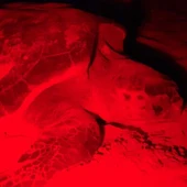 El biólogo Juan Antonio Pujol habla de la tintorera y la tortuga llegados a la costa oriolana El biólogo Juan Antonio Pujol habla de la tintorera y la tortuga llegados a la costa oriolana