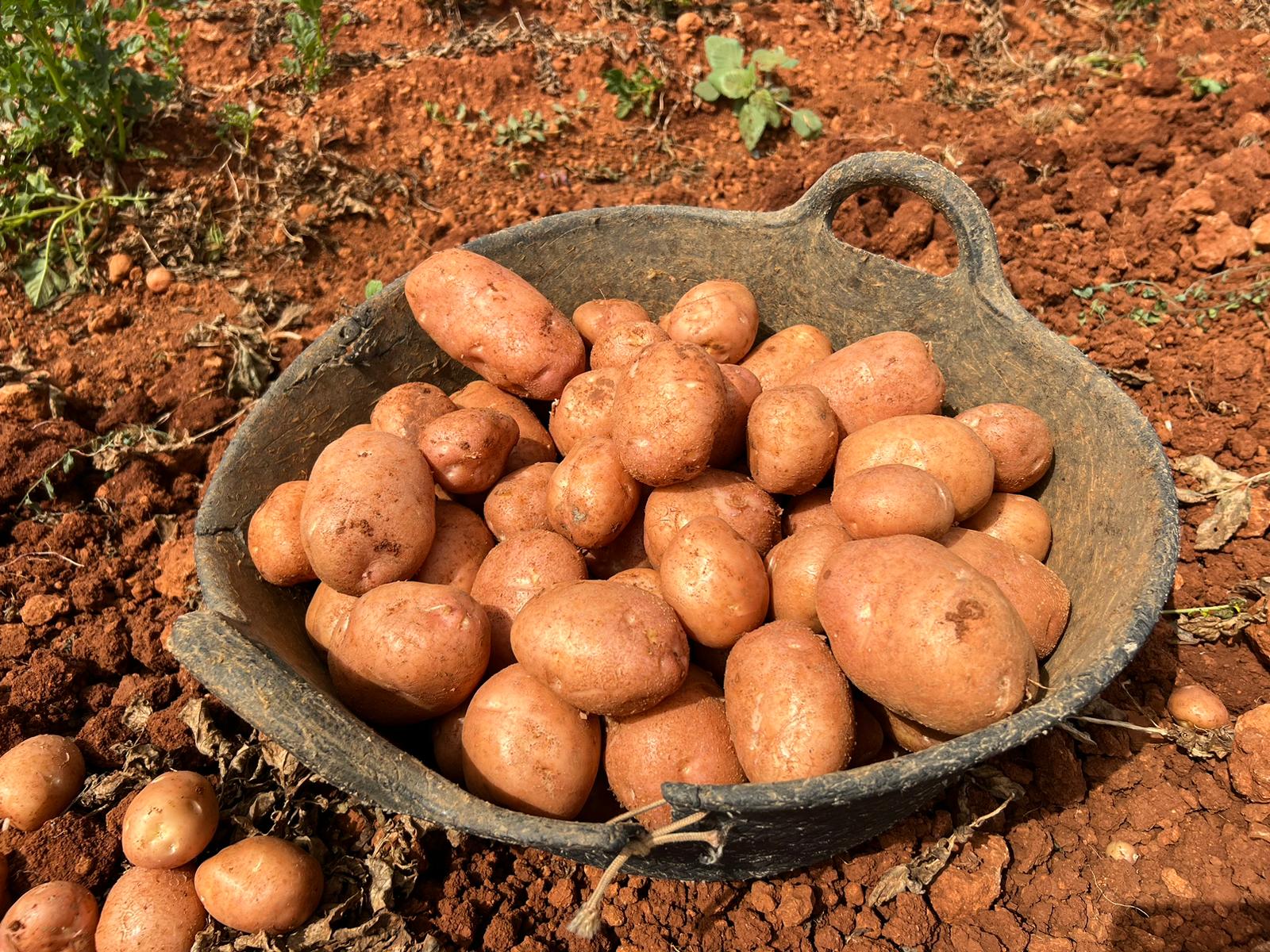 La campaña de patata vermella en Ibiza puede superar las 3000 toneladas recogidas durante este año La campaña de patata vermella en Ibiza puede superar las 3000 toneladas recogidas durante este año