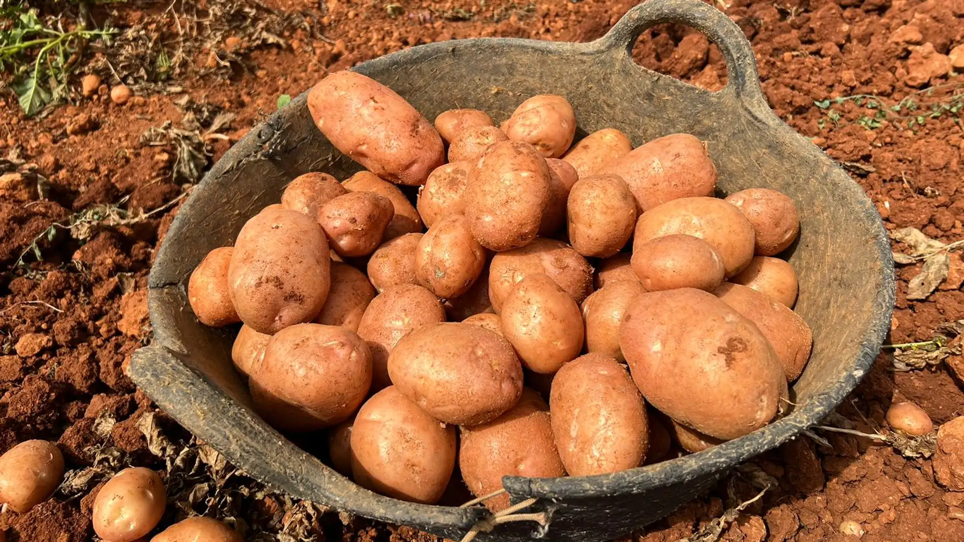 La campaña de patata vermella en Ibiza puede superar las 3000 toneladas recogidas durante este año