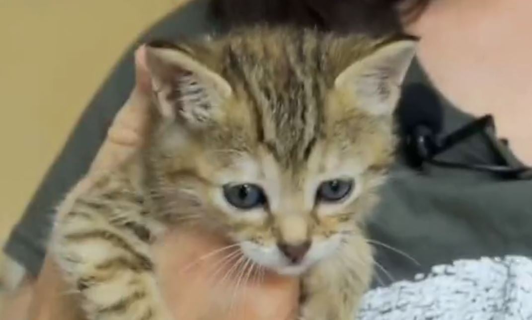 Adopta en JELO: Sonia y Selena, dos hermanas que necesitan un hogar Adopta en JELO: Sonia y Selena, dos hermanas que necesitan un hogar