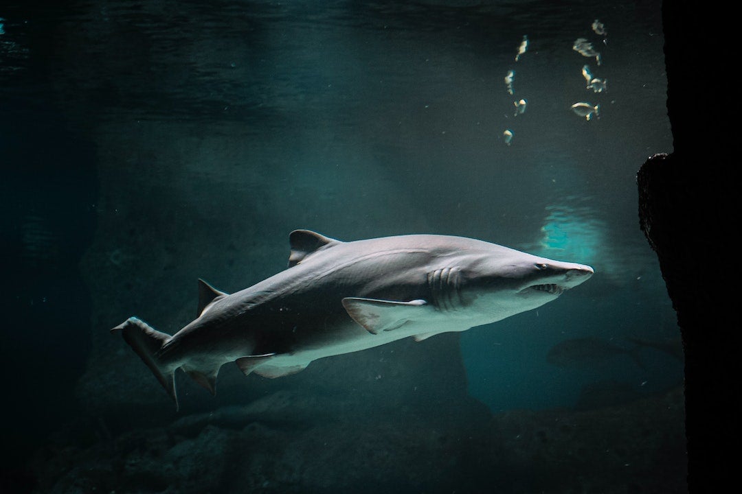 Tiburones: tipos de especies, formas de comportarse y consejos para nadar entre ellos Tiburones: tipos de especies, formas de comportarse y consejos para nadar entre ellos