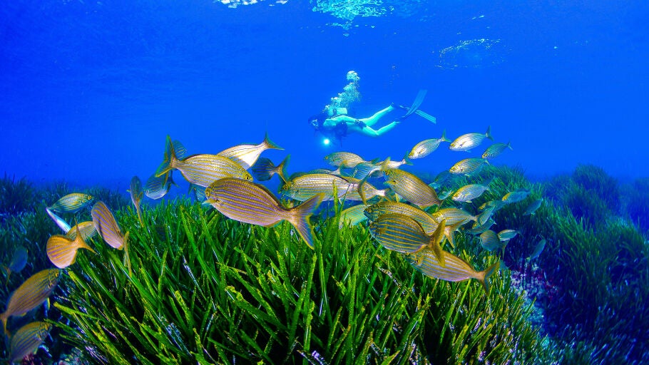 Buceo en la Costa C&aacute;lida