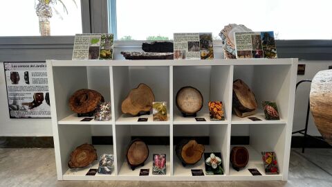 Vitrina de la nueva xiloteca del Real Jard&iacute;n Bot&aacute;nico Juan Carlos I