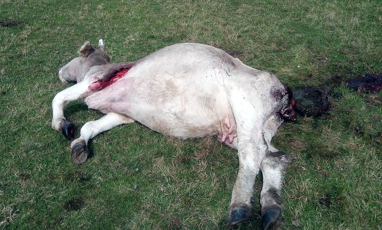ASAJA afirma que los ataques del lobo a las ganaderías palentinas se han duplicado desde que se prohíbe cazarlo ASAJA afirma que los ataques del lobo a las ganaderías palentinas se han duplicado desde que se prohíbe cazarlo