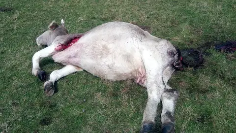 ASAJA afirma que los ataques del lobo a las ganaderías palentinas se han duplicado desde que se prohíbe cazarlo .