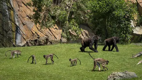 BIOPARC DÍA MUNDIAL BOSQUES TROPICALES