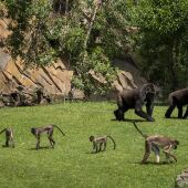 BIOPARC