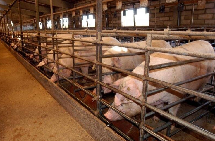 El Consejo Jurídico constata que la CARM autorizó 80.000 cerdos más en granjas de la Región sin medir su impacto ambiental El Consejo Jurídico constata que la CARM autorizó 80.000 cerdos más en granjas de la Región sin medir su impacto ambiental