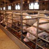 El Consejo Jurídico constata que la CARM autorizó casi 80.000 cerdos más en granjas de la Región sin medir su impacto ambiental