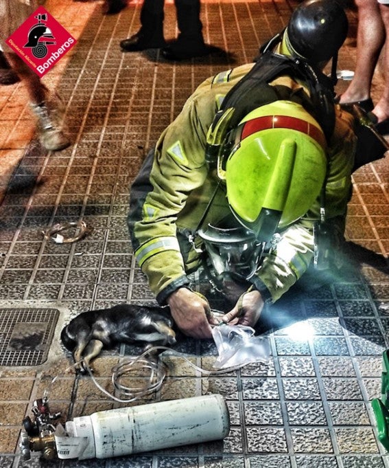 Los bomberos asisten a tres mascotas intoxicadas en el incendio de una vivienda en Benidorm Los bomberos asisten a tres mascotas intoxicadas en el incendio de una vivienda en Benidorm