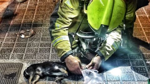 Los bomberos asisten a tres mascotas intoxicadas en el incendio de una vivienda en Benidorm